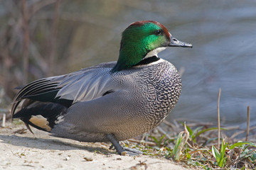 A Relaxed male Falcated Teal, Anas falcata