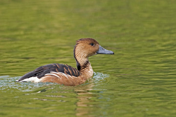 A Fulvous Whistling-Duck, Dendrocygna bicolor, swimming