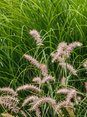 Grasses, evergreens, foliage, frens