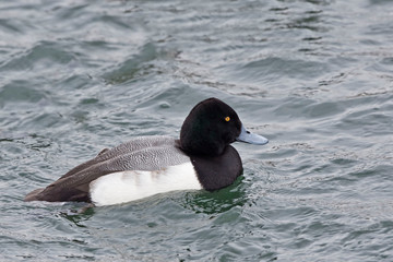 A Male Greater Scaup, Aythya marila, on the water