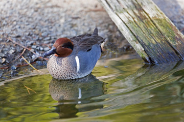 A Male Green-winged Teal, Anas carolinensis