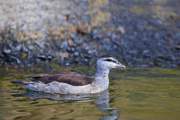 A Female Cotton Pygmy Goose, Nettapus coromandelianus
