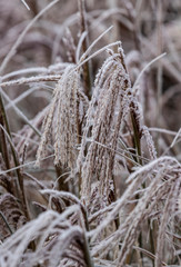 Grasses, evergreens, foliage, frens