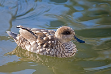 A Crested Duck, Anas specularioides, on the water