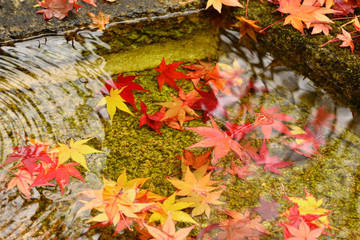 Autumnal foliage at Japanese garden, Kyoto Japan