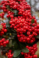 Bright juicy red berries on a tree with green branches. Great background. Flower collection
