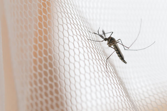 Mosquito on white mosquito wire mesh,net.Mosquito disease is carrier of Malaria, Zica Virus,Fever.