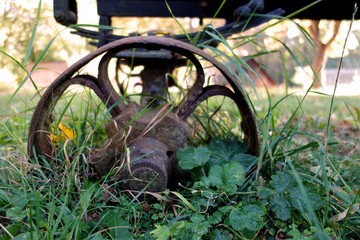 Lonely wheel of an old cart in the grass