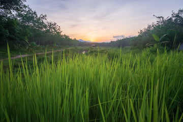The final light of the sun in the fields in the beautiful country.