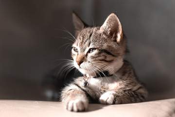 Sweetly cat background