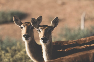 Two Female Sitatungas in captivity