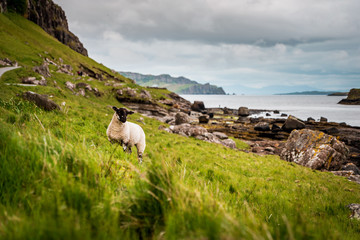 Scottish Blackface sheeps standing in green grasslands surrounded by rough countryside in Scotland