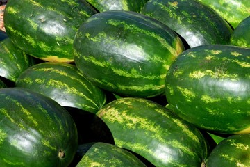 watermelons on display at the market