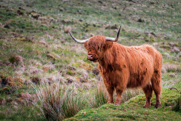 Scottish Highland Cattle bull with big horns stands in green grasslands in Scottish Highlands,...