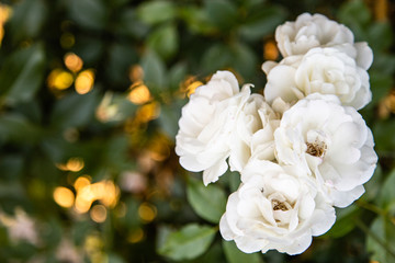Obraz na płótnie Canvas English White Roses
