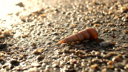 shell on sand