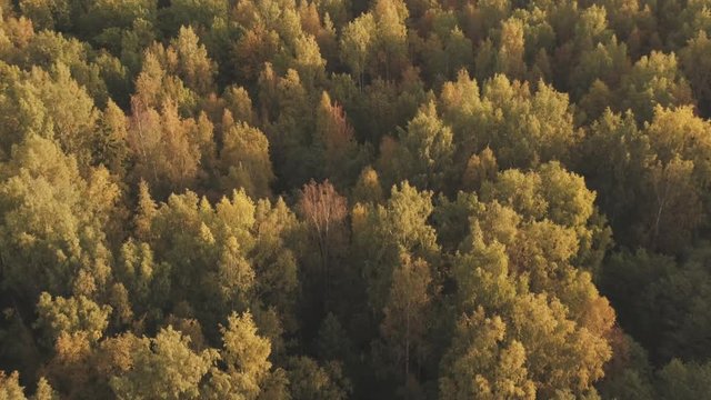 Aerial backward flight over autumn trees in forest