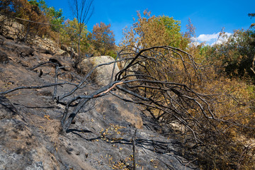 carbonized tree and grove burned after fire in Camorza Gorge (Madrid, Spain, Europe)