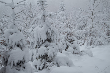 verschneiter Wald beim Tanzplan (Sebnitz)