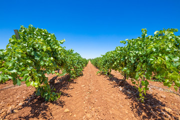 Fototapeta na wymiar landscape with field of green grapevines, brown earth and blue sky, in Ciudad Real land (Castilla La Mancha, Spain, Europe)