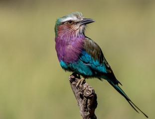 Lilac-breasted roller