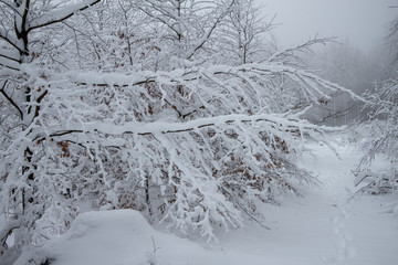 verschneiter Wald beim Tanzplan (Sebnitz)