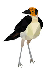 Colorful polygonal style design of tropical black and white bird with orange head