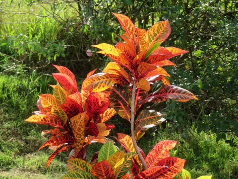 ein Feuerbusch in einem Garten in der Dominikanischen Republik