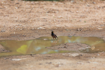 Brown bird in the mud pond. Common myna or Indian myna (Acridotheres tristis) is brown bird with a black head. It has a yellow bill, legs and bare eye skin.