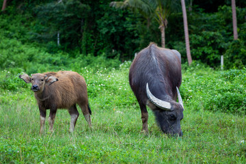 Buffalo and buffalo mothers eat grass in rural farm in Thailand.