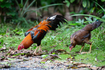 Beautiful gamecocks and family walking and find food in nature.