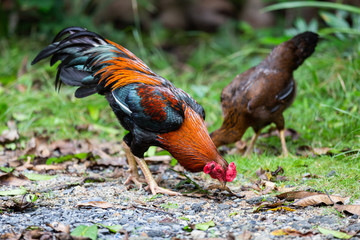 Beautiful gamecocks and family walking and find food in nature.