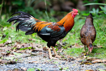 Beautiful gamecocks and family walking and find food in nature.