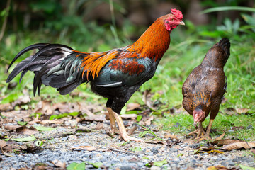 Beautiful gamecocks and family walking and find food in nature.