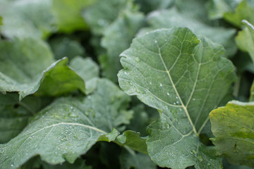 Large green leaves with beautiful raindrops. Macro photo. Great texture or background. Flower collection