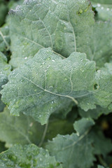 Large green leaves with beautiful raindrops. Macro photo. Great texture or background. Flower collection
