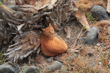 Orange brown cat sitting and looking upward