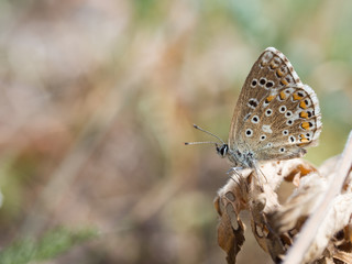 Obraz premium The Adonis blue (Polyommatus bellargus) butterfly in the family Lycaenidae
