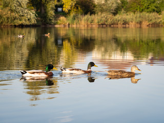 Mallard wild ducks swimming in the pond