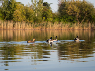 Mallard wild ducks swimming in the pond