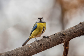 Blue tit (Parus caeruleus)resting on tree branch