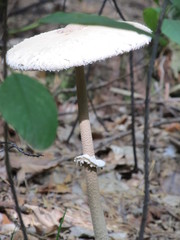 гриб парасолька