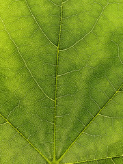 green leaf maple texture close-up