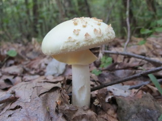 бліда поганка