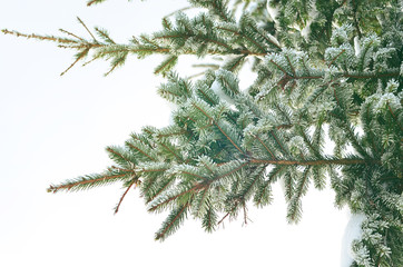 Green spruce in the snow. Spruce in the winter. Symbol of new year holidays. The symbol of the New year. Drops of water on the branches of spruce. Snow on fir branches. Pine branches. Christmas mood. 