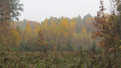 краєвид лісу