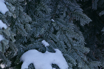 Green spruce in the snow. Spruce in the winter. Symbol of new year holidays. The symbol of the New year. Drops of water on the branches of spruce. Snow on fir branches. Pine branches. Christmas mood. 