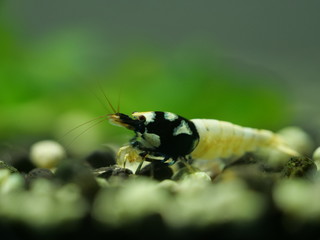 Caridina Garnele im Aquarium