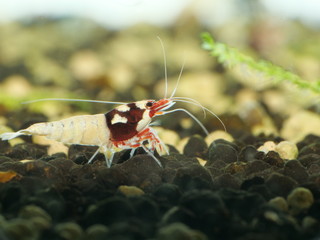 Caridina Garnele im Aquarium