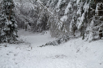 verschneiter Wald beim Tanzplan (Sebnitz)